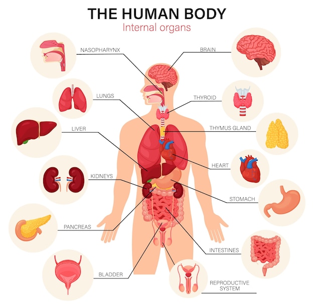 Human body internal organs diagram flat infographic poster with icons image names location and definitions vector illustration. Heart and brain, liver and kidneys. Thymus gland and reproductive system