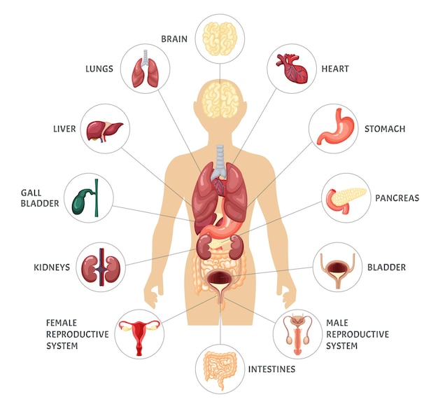 벡터 인체 내부 장기 infographic