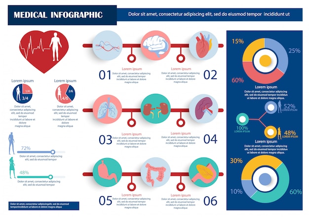 인체 내부 장기 의료 해부학 Infographic