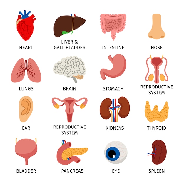 Vector human body internal organs set