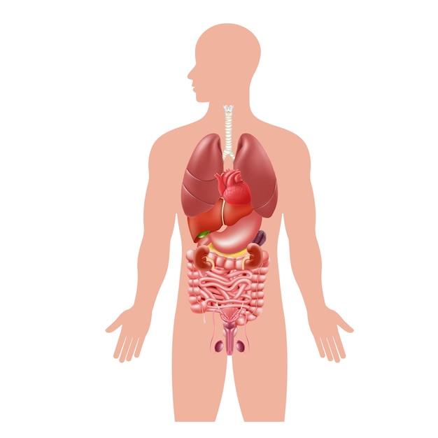 Vettore organi interni del corpo umano stomaco e polmoni reni e cuore cervello e fegato infografiche vettoriali di anatomia medica illustrazione 3d realistica isolata su sfondo bianco