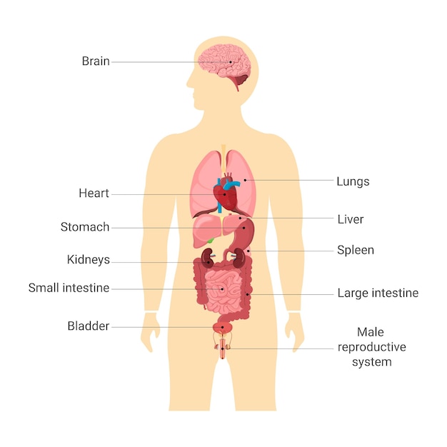 Human body internal organs with main parts labeled Anatomy of body human vector illustration
