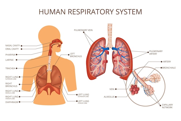 Vector human body organ systems colored composition with human respiratory system descriptions location of the lungs in the human body and the anatomy of the lungs vector illustration