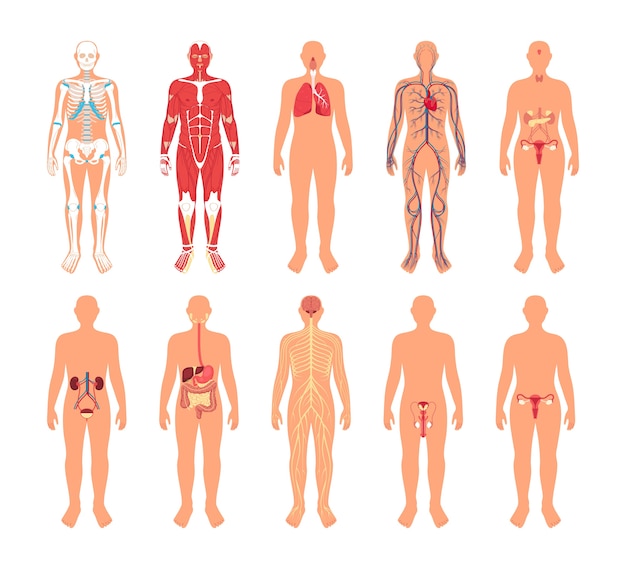 평평한 디자인의 인체와 장기