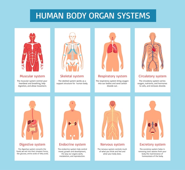 평평한 디자인의 인체 및 장기 인포그래픽