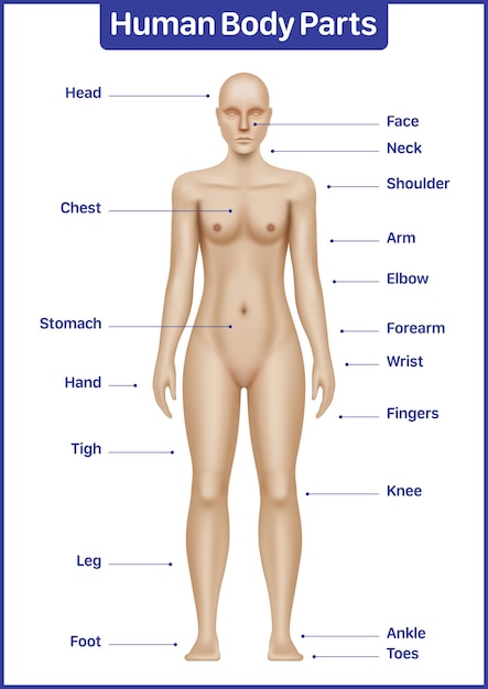 Diagramma medico di parti del corpo umano con poster vettoriale anatomico di modello femminile caucasico