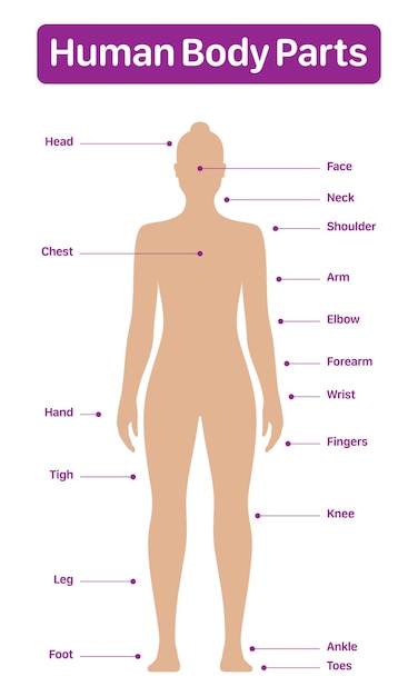 Vettore diagramma medico delle parti del corpo umano con poster vettoriale del modello femminile su sfondo bianco