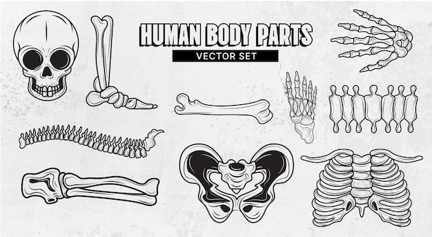 Human body parts vector set