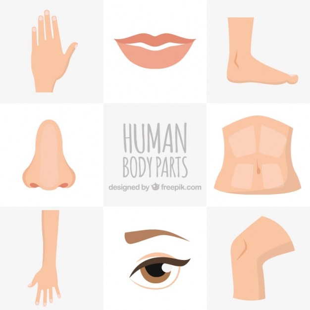 Human body parts