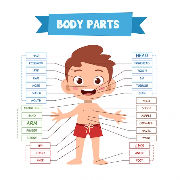 Human Body parts