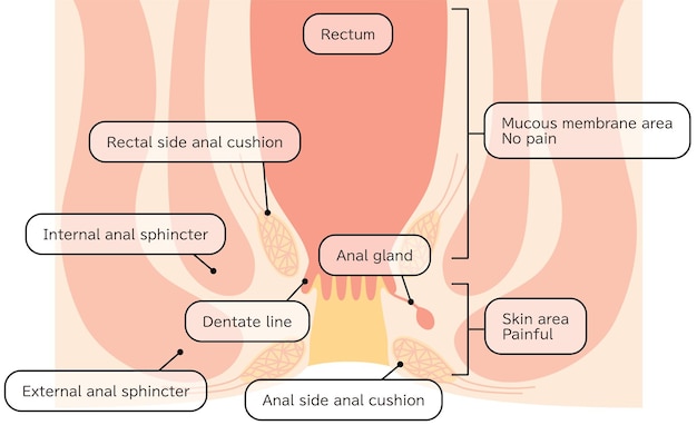 Vettore area del retto e dell'ano del corpo umano illustrazioni in sezione trasversale