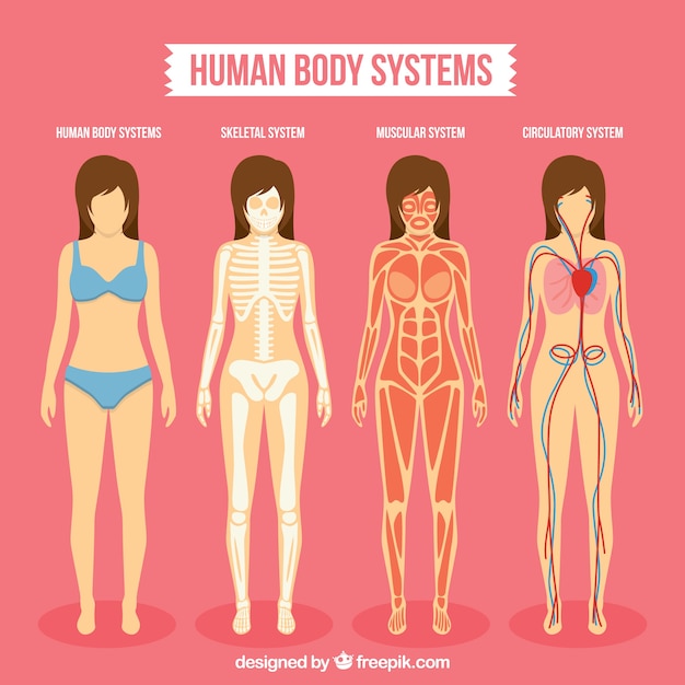 Vector human body sistems pack