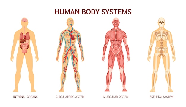 human body skeleton muscular system system of blood vessels with arteries veins