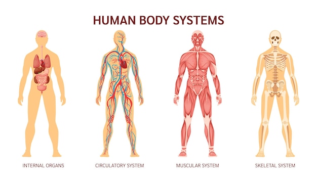 Vettore sistema muscolare scheletro del corpo umano dei vasi sanguigni con vene delle arterie