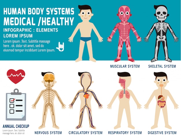 Системы организма человека, ежегодный осмотр, анатомия тела, мышечная, скелетная, сердечно-сосудистая, нервная и пищеварительная
