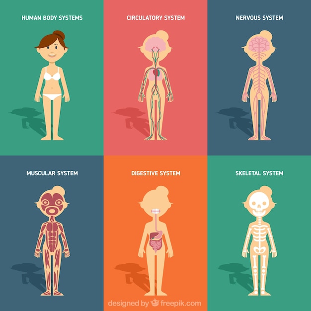 Human body systems in flat design