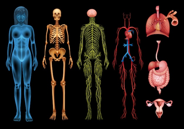 Vector human body systems