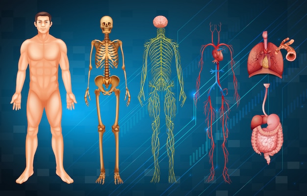 Vector human body systems