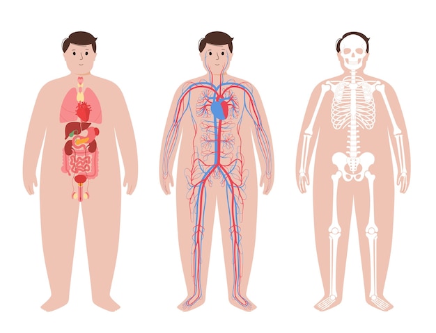 Human body systems