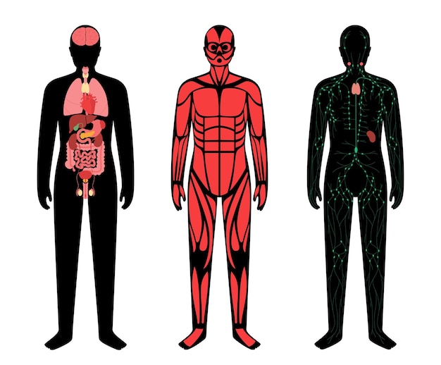 Vector human body systems