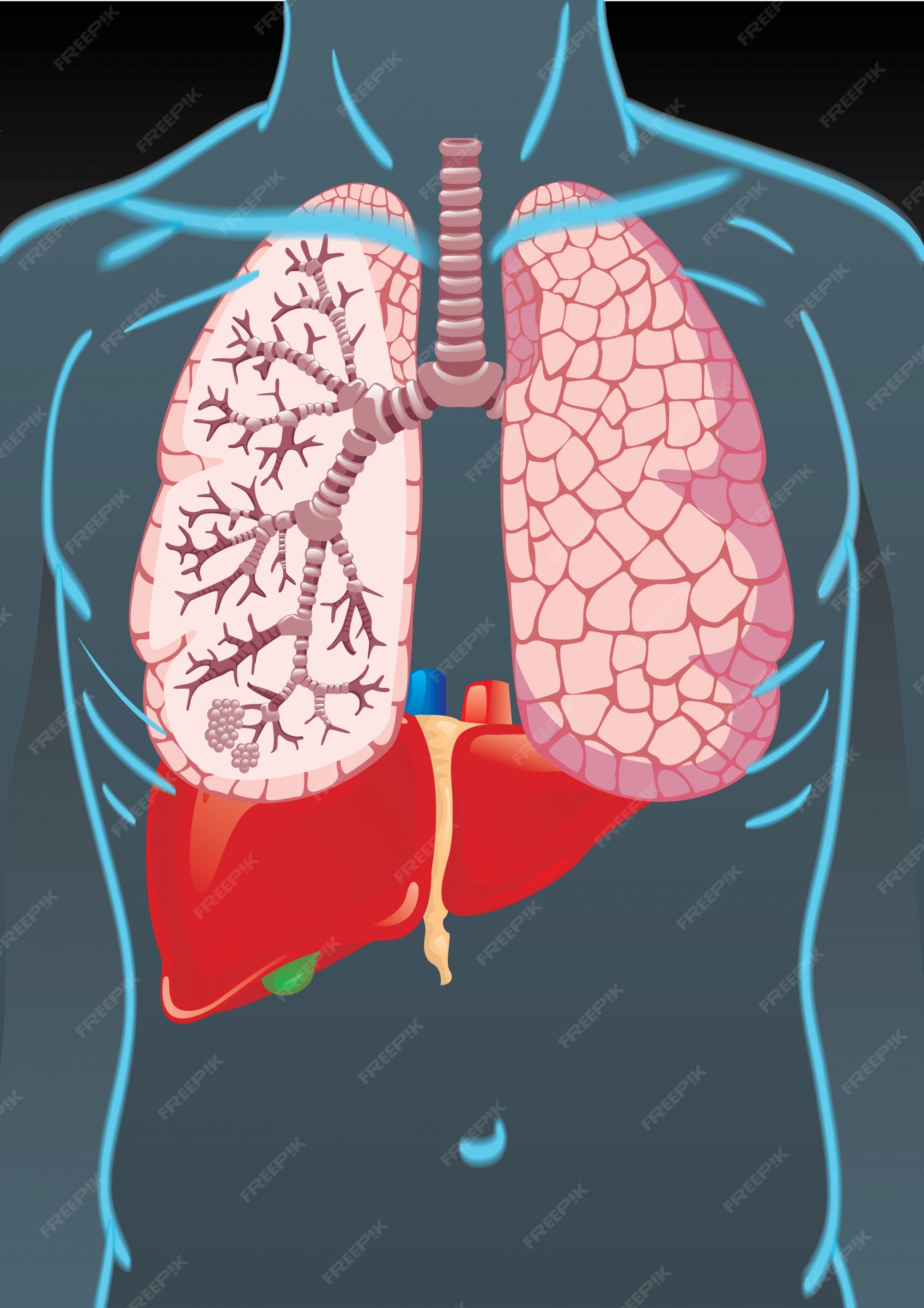 real human organs