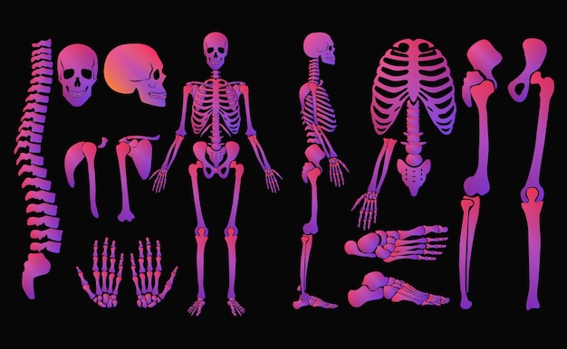 Vector human bones bright colors neon style skeleton set. high detailed shine gradient color