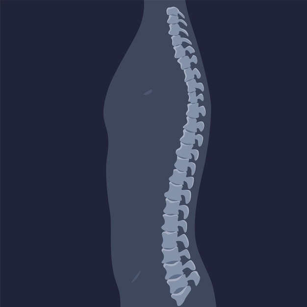 Human bones orthopedic and skeleton icon bone xray image of human joints anatomy skeleton flat design vector illustration