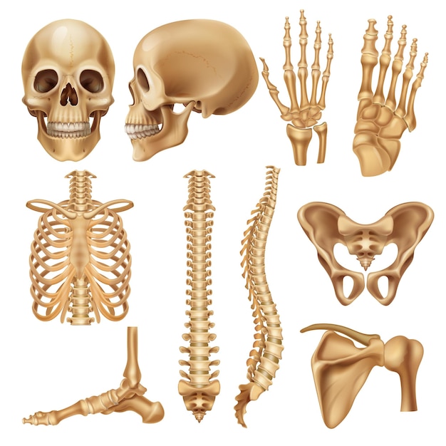 Vector human bones. realistic skeleton elements for anatomy illustration and medical infographic, human skull spine ribs pelvis and joints. vector set illustration 3d model skeletal parts