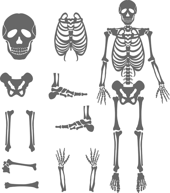 Vector human bones skeleton silhouette collection set