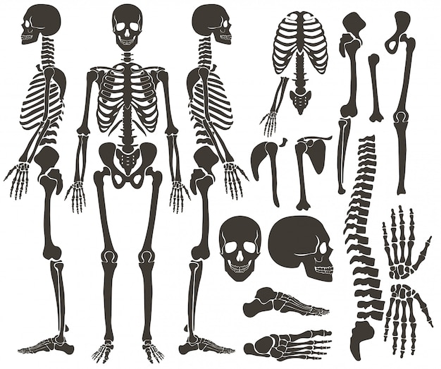 Vettore scheletro di ossa umane