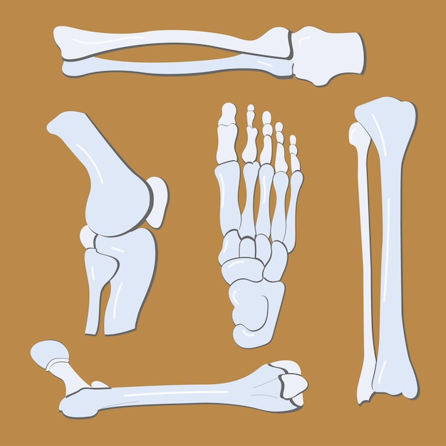 Human bones vector collection