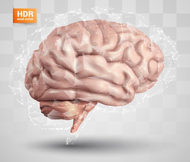 Human brain and abstract design elements mesh vector