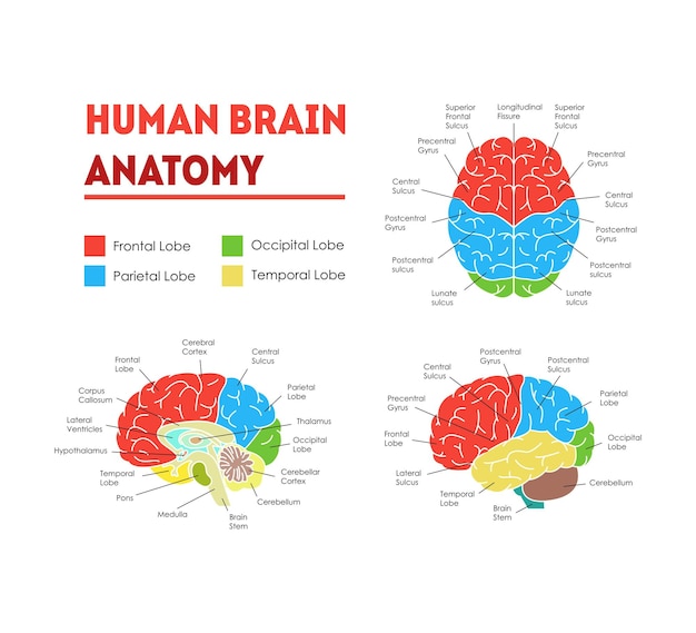 Вектор плаката карты анатомии человеческого мозга