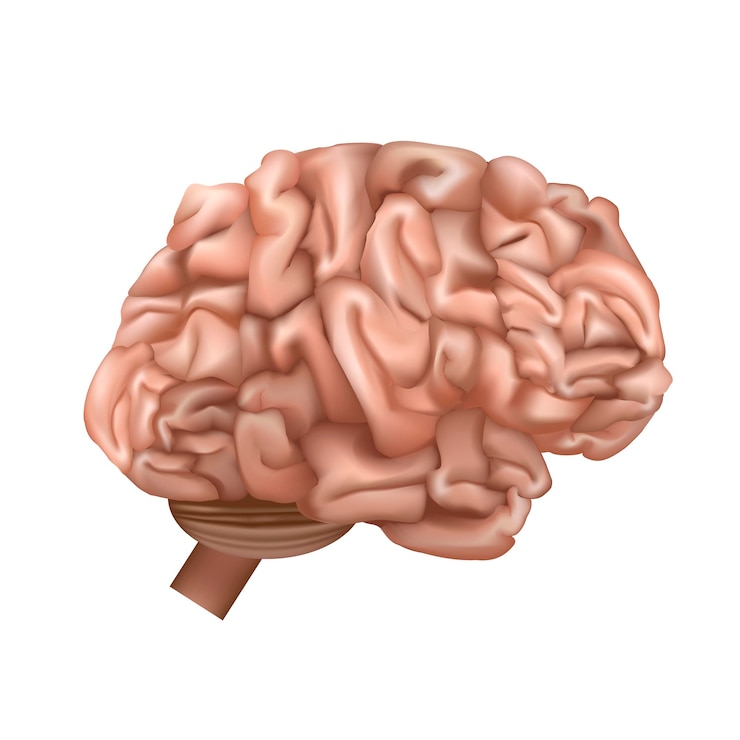 Vector human brain anatomy card poster vector