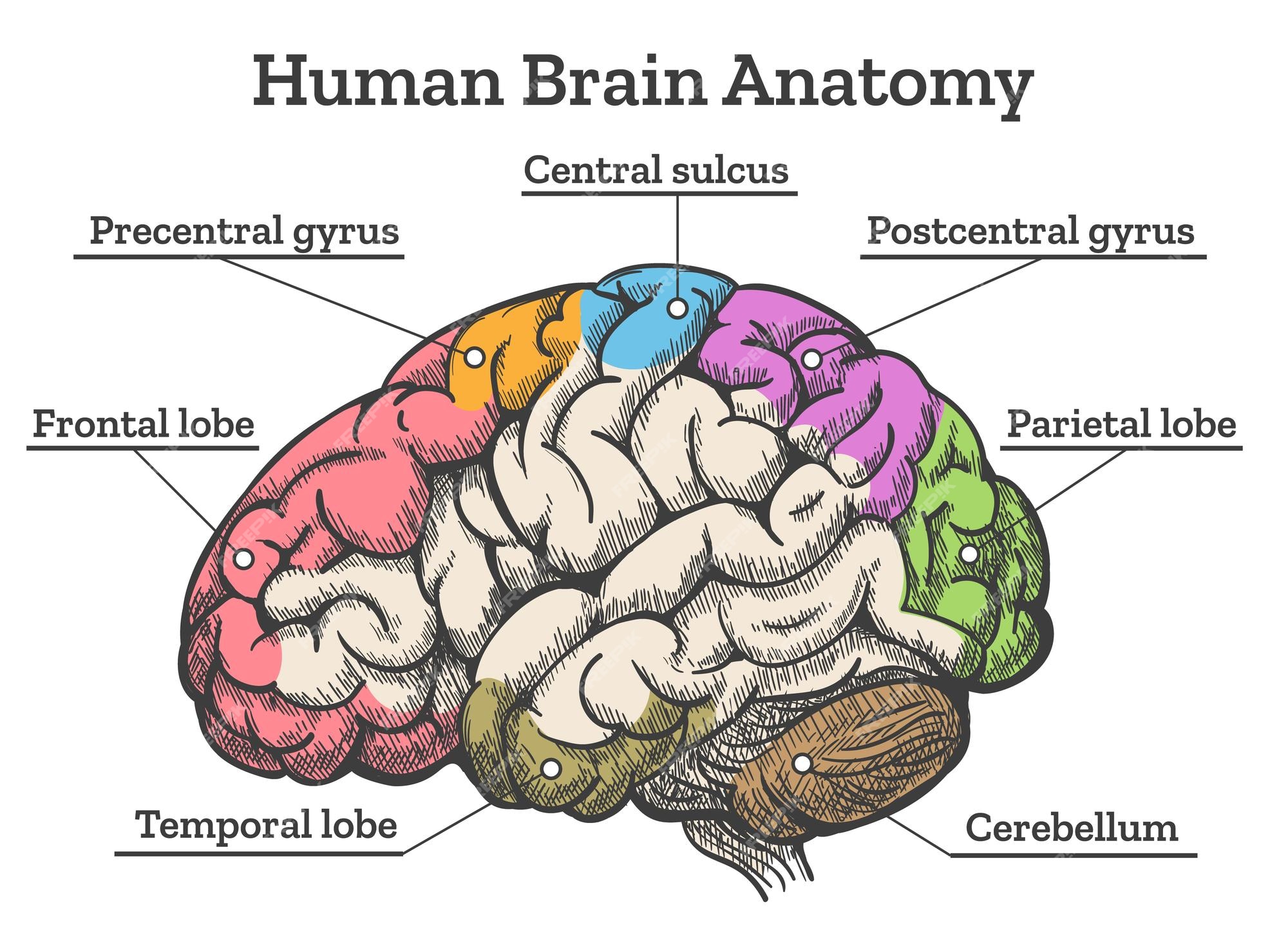 Brain Anatomy