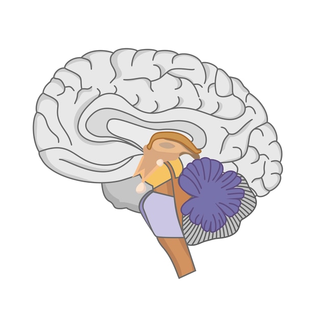 인간의 두뇌 해부학 흰색 배경에 인간의 두뇌