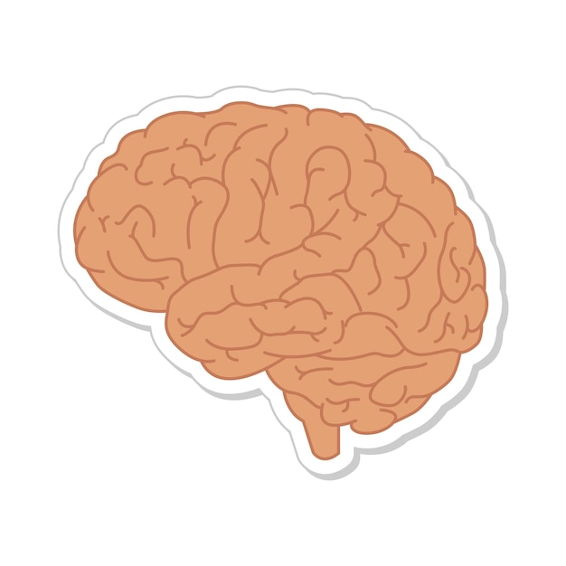 Human brain drawing in beige color