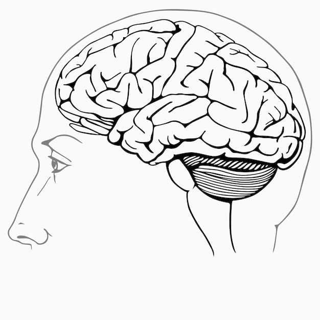 Vector human brain in head