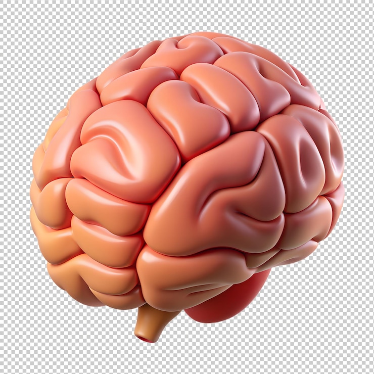 Vector human brain hemispheres organ structure 3d icon on the transparent background