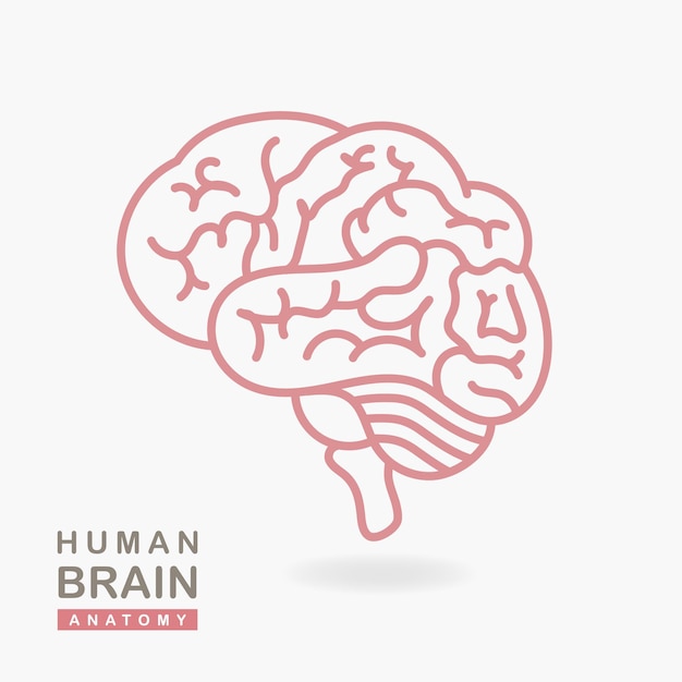 Human brain Icon isolated on white background