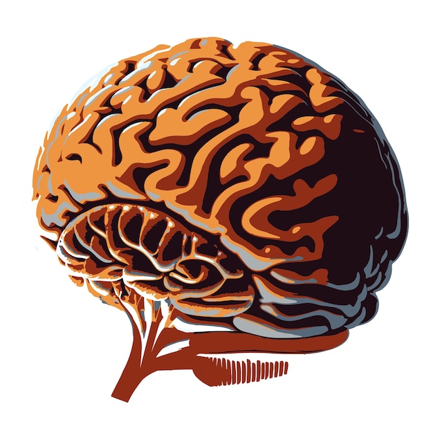 Human brain illustration