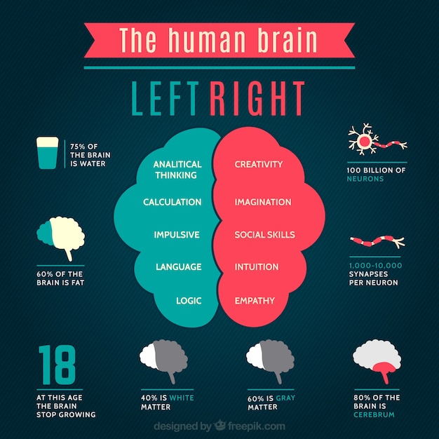 Vector the human brain infographic