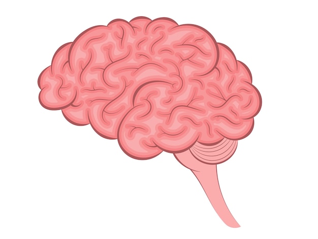 Cervello umano anatomia dell'organo interno illustrazione dell'icona del fumetto vettoriale isolata su sfondo bianco