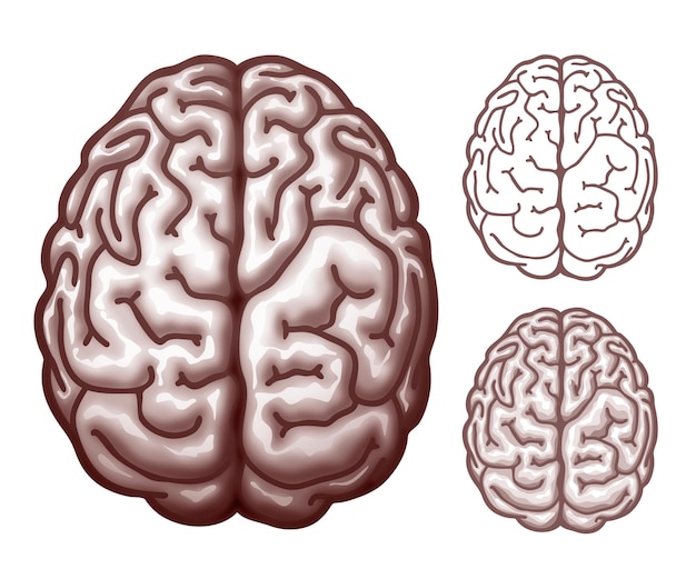 Human brain. Top view