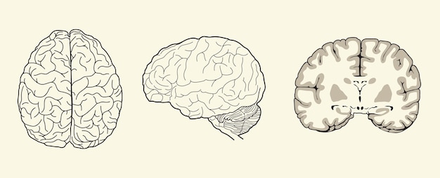 Human brain vector hand drawn