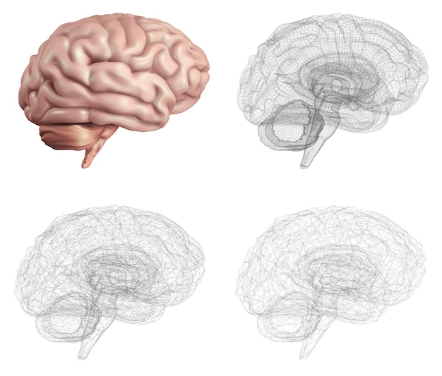 Human brain Vector set in different styles meshe