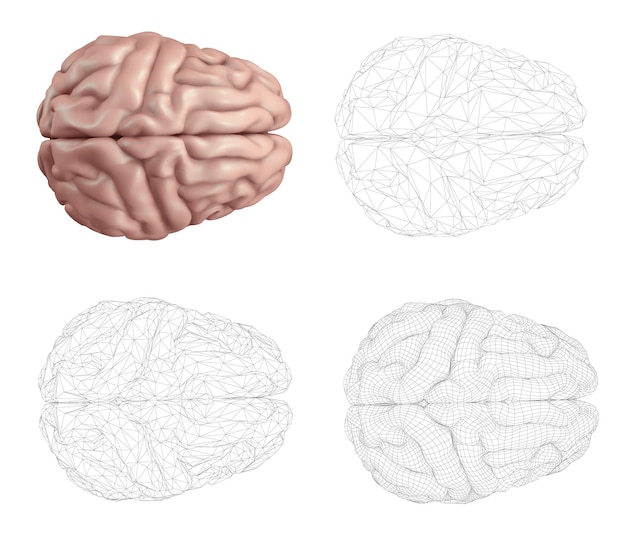 Cervello umano vector impostato in diversi stili meshe