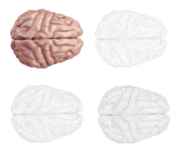 Vector human brain vector set in different styles meshe