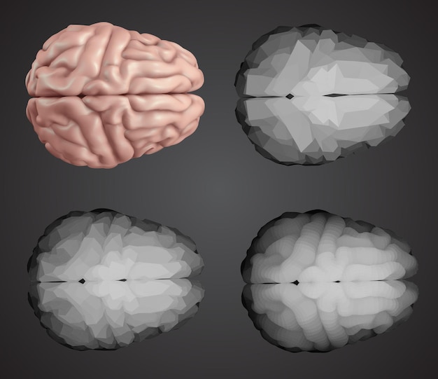 Vettore cervello umano vector impostato in diversi stili meshe