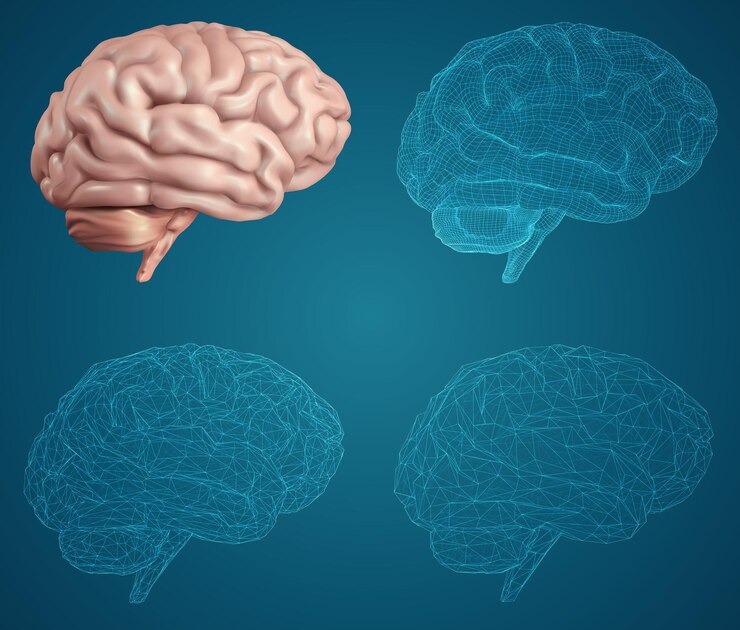 Vector human brain vector set in different styles meshe